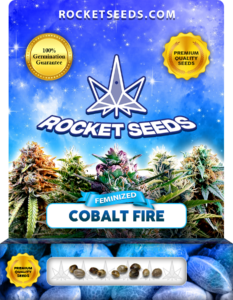 Cobalt Fire Strain Feminized Seeds