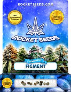 Figment Strain Feminized Seeds