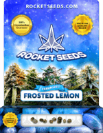 Frosted Lemon Strain Feminized Marijuana Seeds