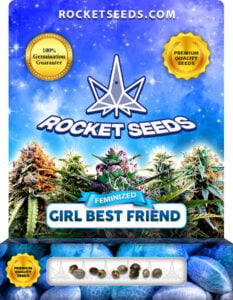 Girl Best Friend Strain Feminized Seeds