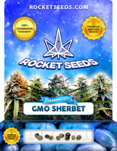 GMO Sherbet Strain Feminized Seeds