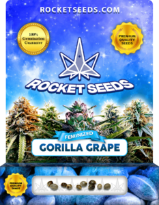 Gorilla Grape Strain Feminized Marijuana Seeds