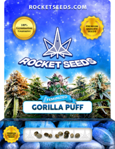 Gorilla Puff Strain Feminized Marijuana Seeds