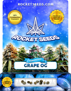 Grape OG Strain Feminized Marijuana Seeds