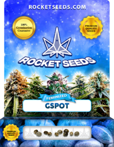 GSpot Strain Feminized Seeds