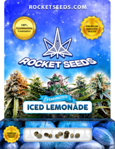 Iced Lemonade Strain Feminized Seeds