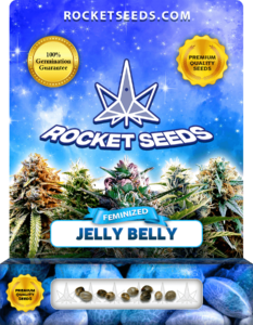 Jelly Belly Strain Feminized Marijuana Seeds