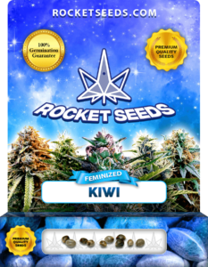 Kiwi Strain Feminized Seeds