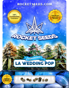 LA Wedding Pop Strain Feminized Marijuana Seeds