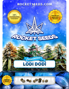 Lodi Dodi Strain Feminized Marijuana Seeds