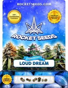 Loud Dream Strain Feminized Marijuana Seeds