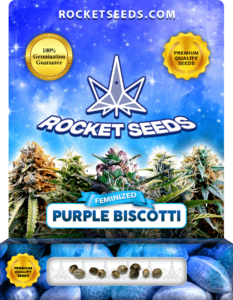 Purple Biscotti Strain Feminized Seeds