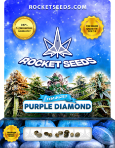 Purple Diamond Strain Feminized Seeds