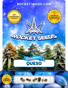 Queso Strain Feminized Marijuana Seeds