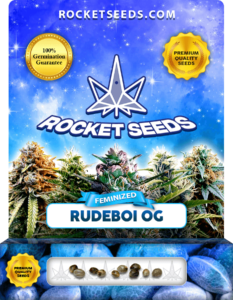 Rudeboi OG Strain Feminized Seeds