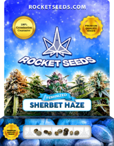 Sherbet Haze Strain Feminized Seeds