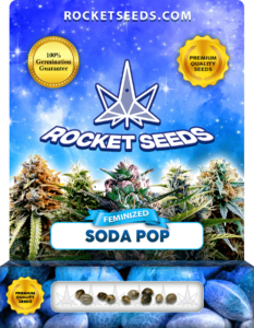 Soda Pop Strain Feminized Marijuana Seeds