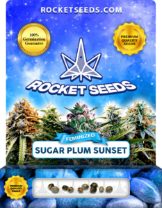 Sugar Plum Sunset Strain Feminized Seeds