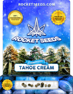 Tahoe Cream Strain Feminized Seeds