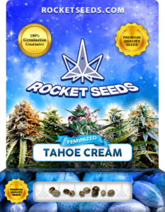 Tahoe Cream Strain Feminized Seeds