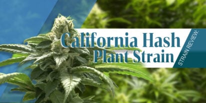 California Hash Plant Strain