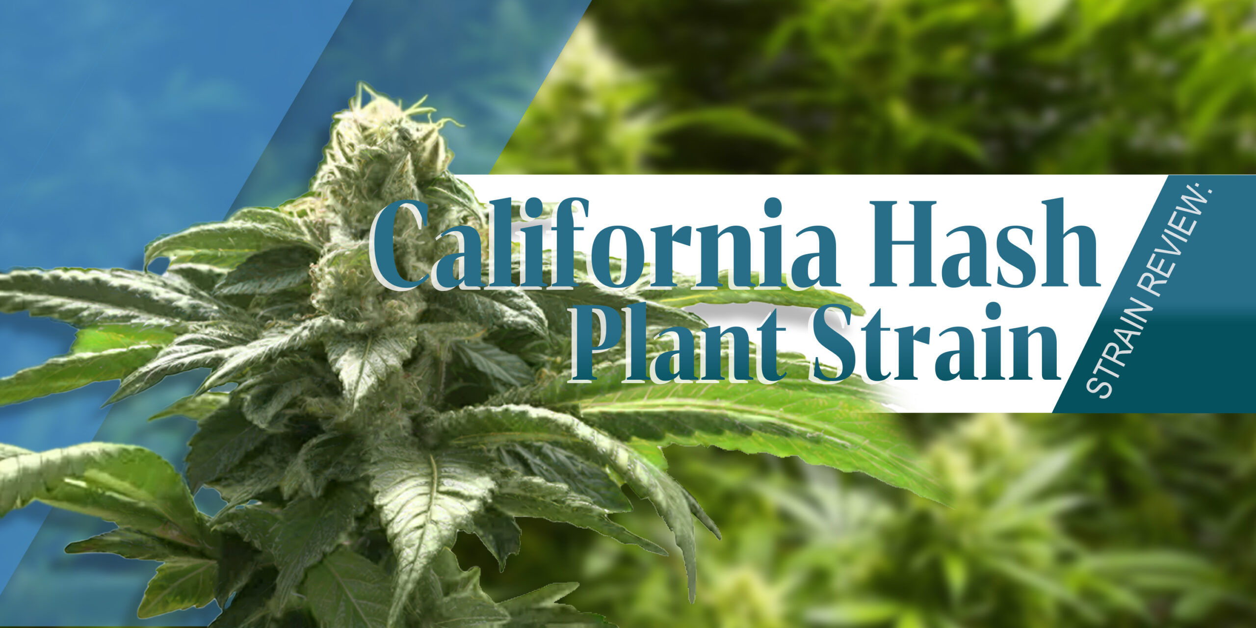 California Hash Plant Strain