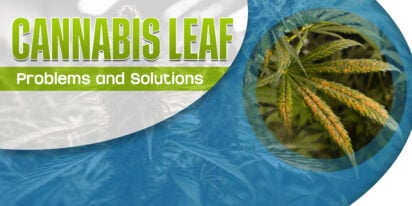 Cannabis Leaf Problems and Solutions