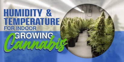 Humidity and Temperature for Indoor Growing of Cannabis