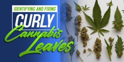Cannabis Leaves Curling Up