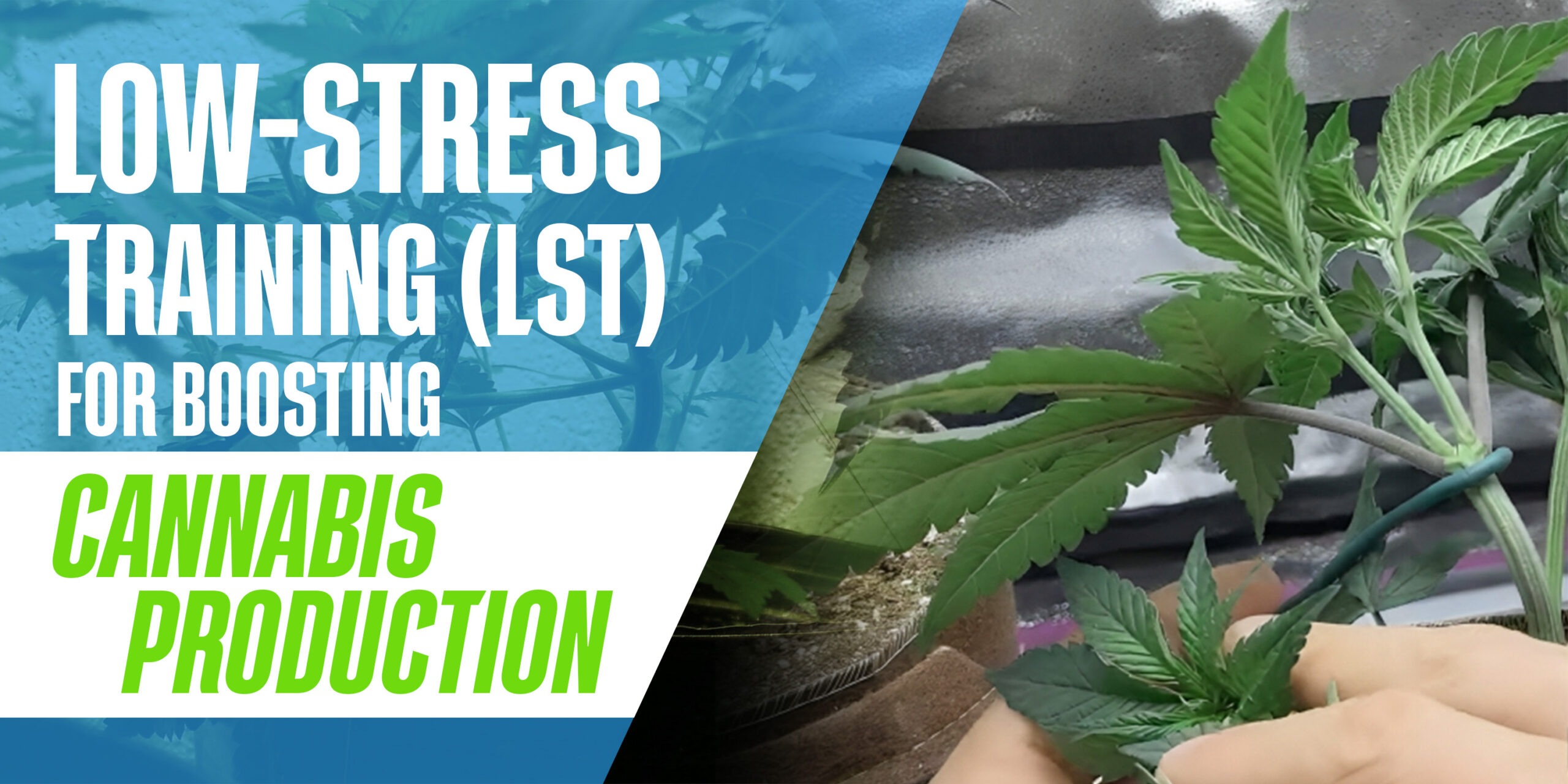 Low-Stress Training (LST) for Boosting Cannabis Production