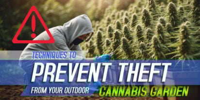 Techniques to Prevent Theft from Your Outdoor Cannabis Garden