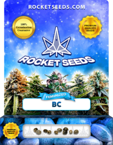 BC Feminized Seeds