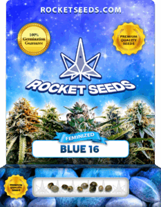 Blue 16 Feminized Seeds