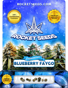 Blueberry Faygo Feminized Seeds
