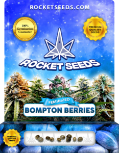 Bompton Berries Feminized Seeds