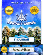 F1 Durban Feminized Seeds