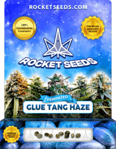 Glue Tang Haze Feminized Seeds
