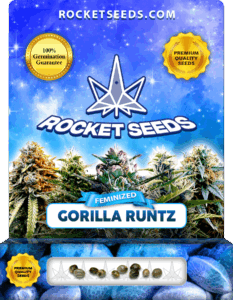 Gorilla Runtz Strain Feminized Cannabis Seeds