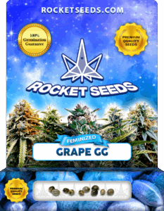 Grape GG Strain Feminized Cannabis Seeds