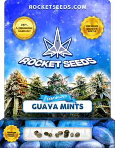 Guava Mints Feminized Seeds