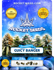 Guicy Banger Feminized Seeds