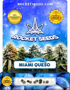 Miami Queso Feminized Seeds