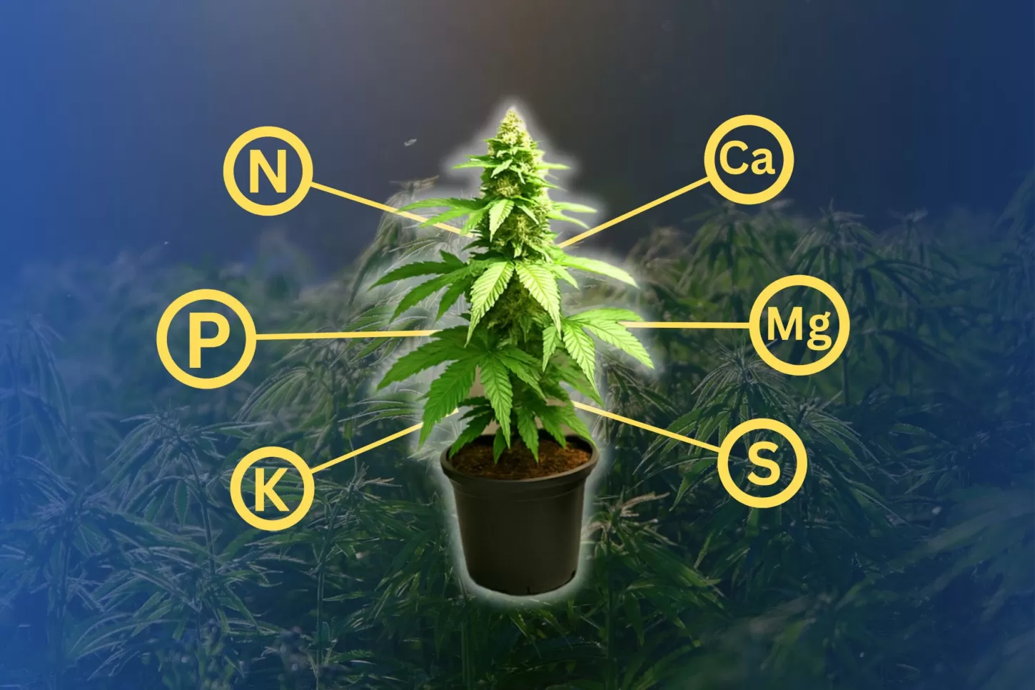 Essential Ingredients for Cannabis Development