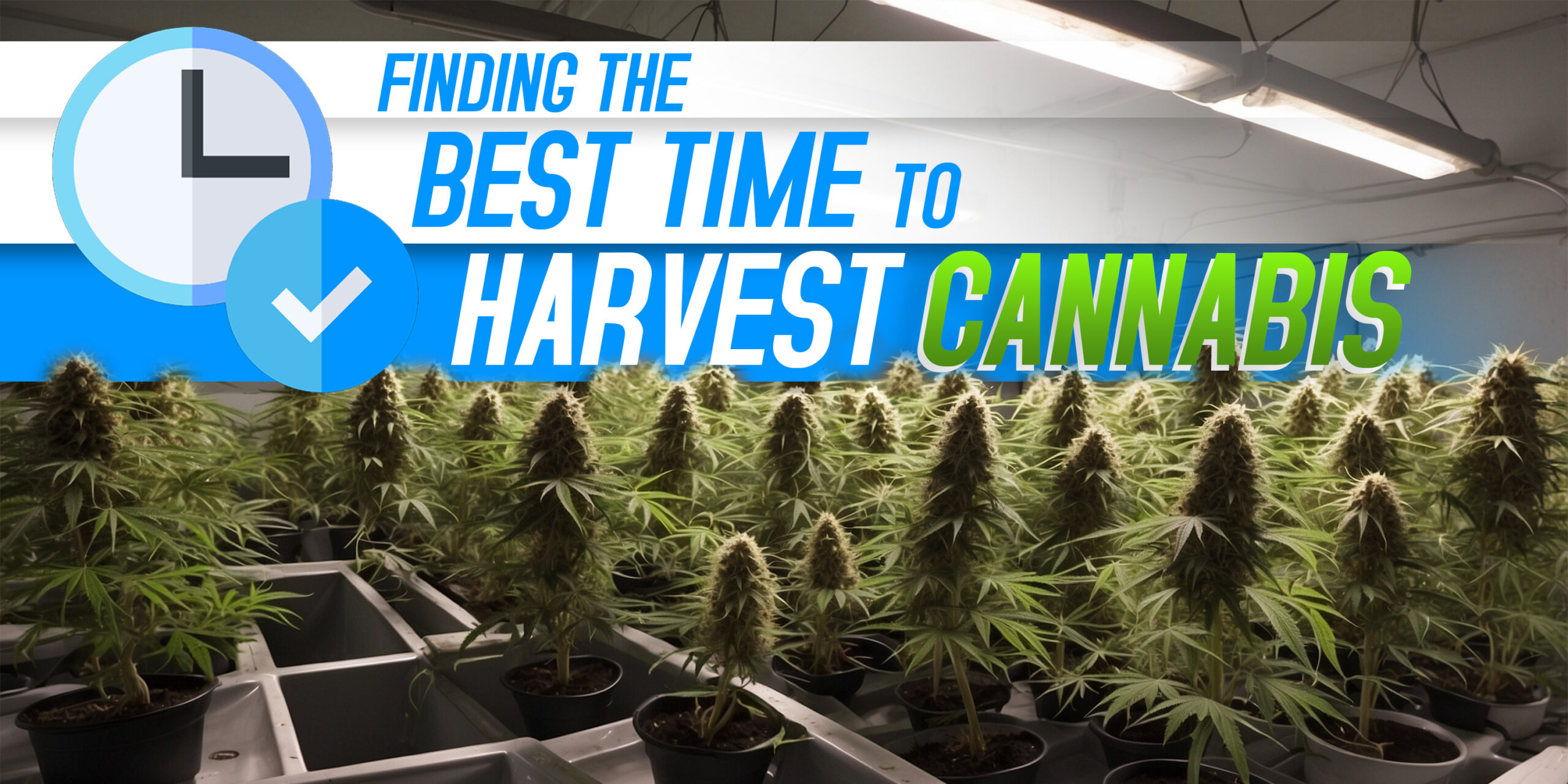 Finding the Best Time to Harvest Cannabis
