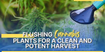 Flushing Cannabis Plants for a Clean and Potent Harvest