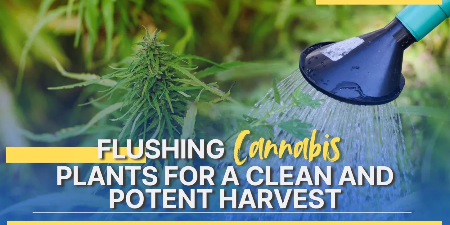 Flushing Cannabis Plants for a Clean and Potent Harvest