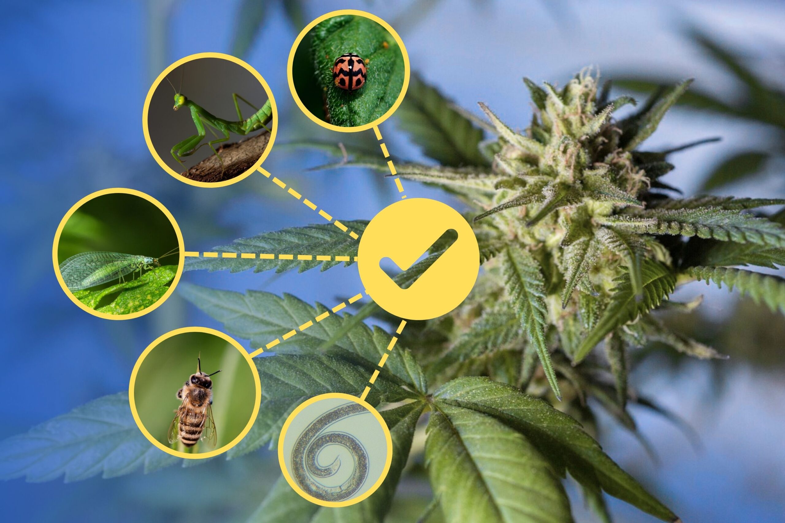 Key Beneficial Insects to Have in Your Cannabis Cultivation
