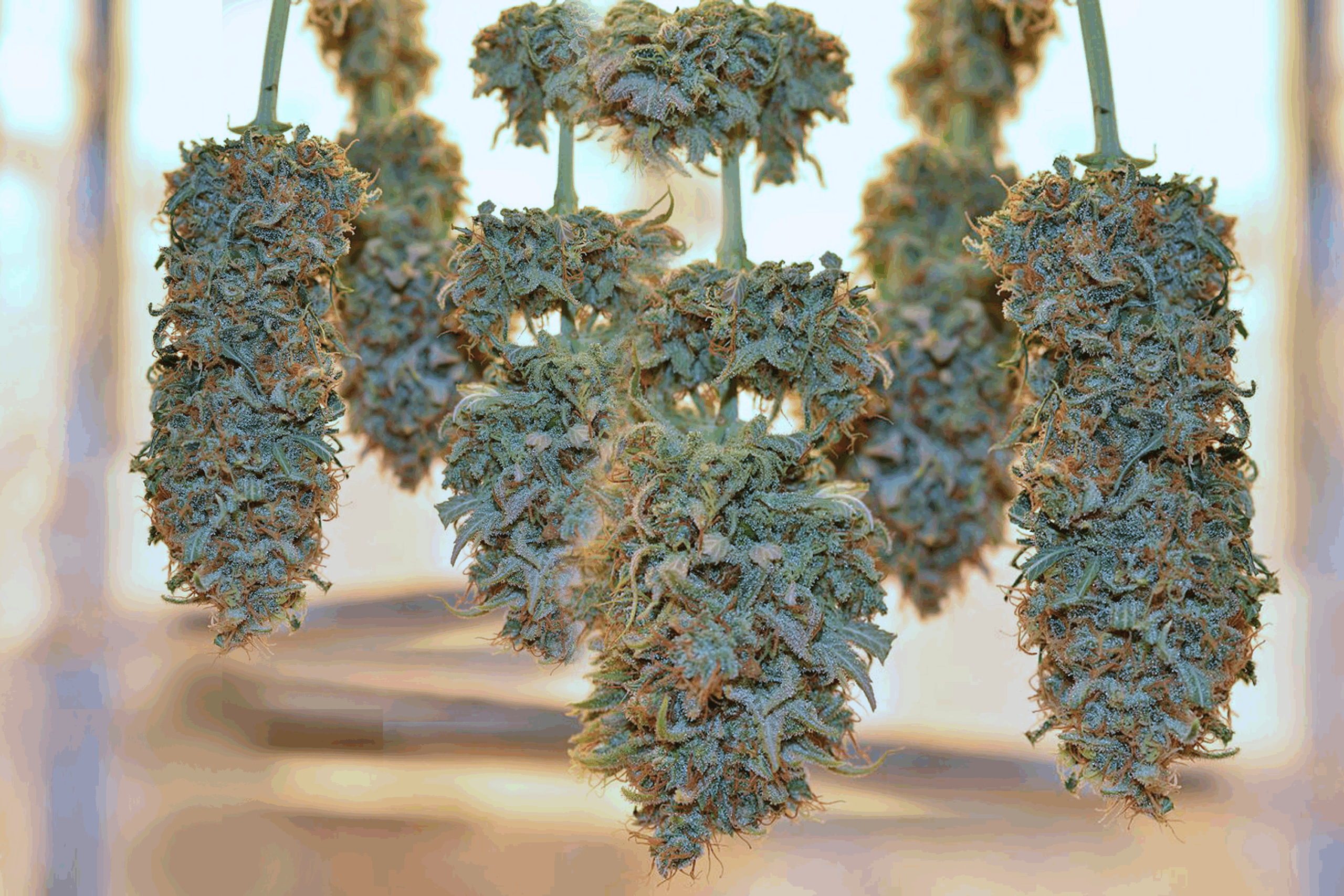 Knowing Cannabis Dehydration