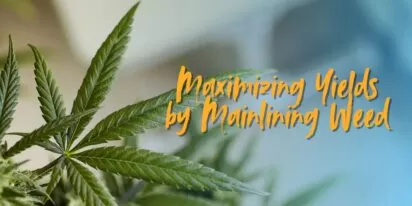 Maximizing Yields by Mainlining Weed