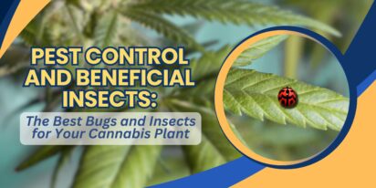 Pest Control and Beneficial Insects_ The Best Bugs and Insects for Your Cannabis Plant